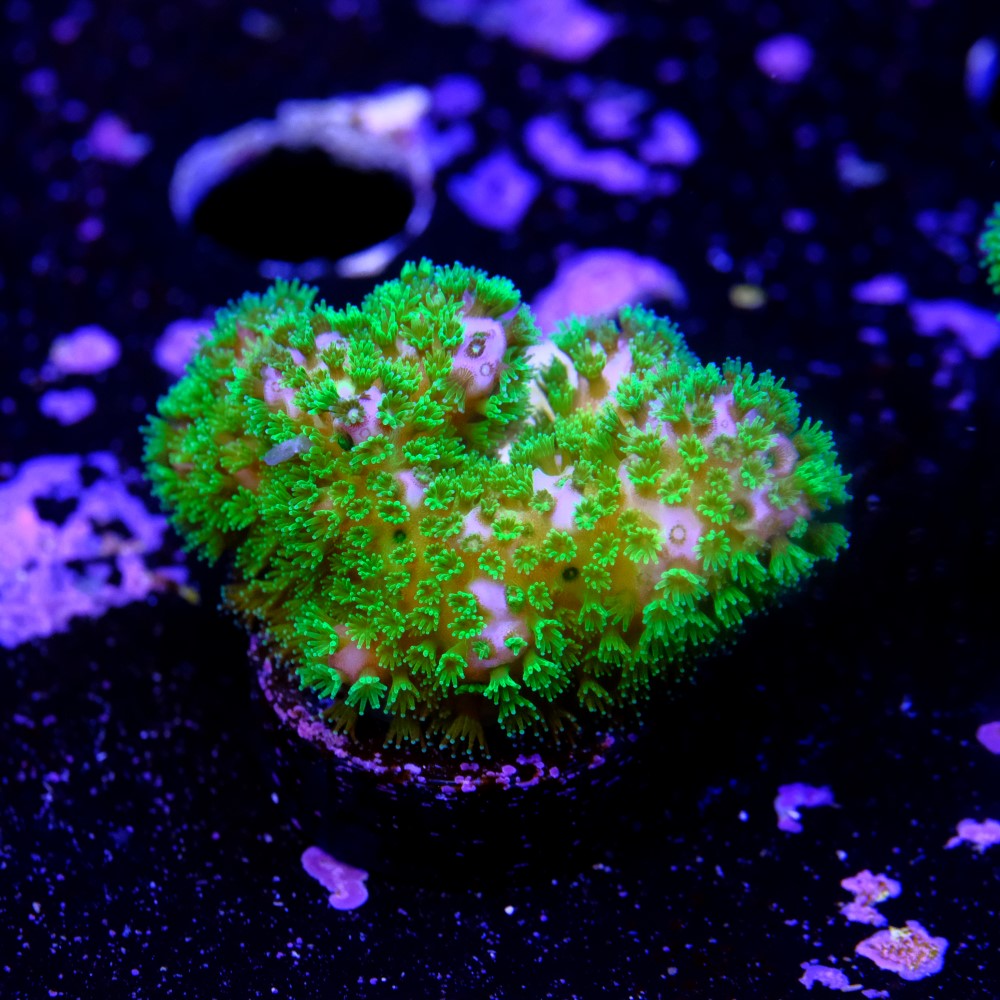 Pocillopora verrucosa 2
