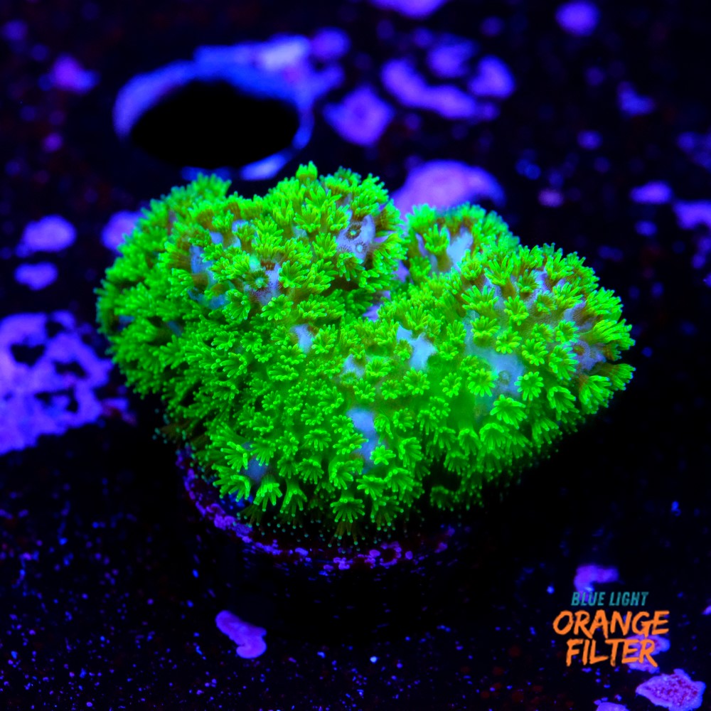 Pocillopora verrucosa 1