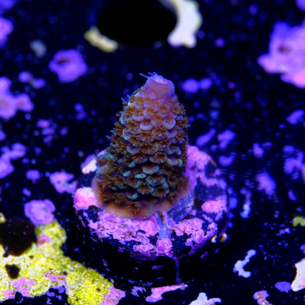Acropora spathulata purple haze 2