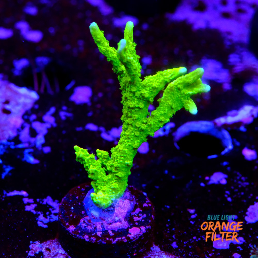 Montipora stellata 1