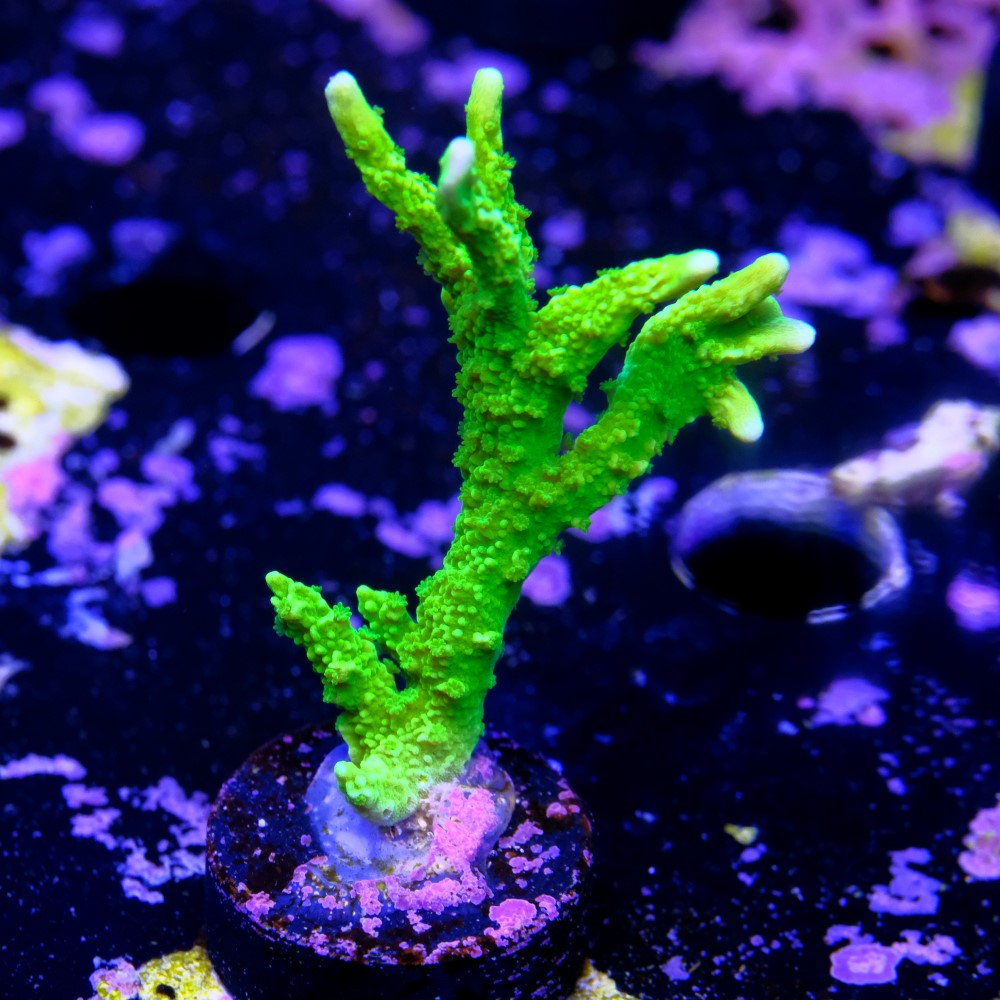 Montipora stellata 2