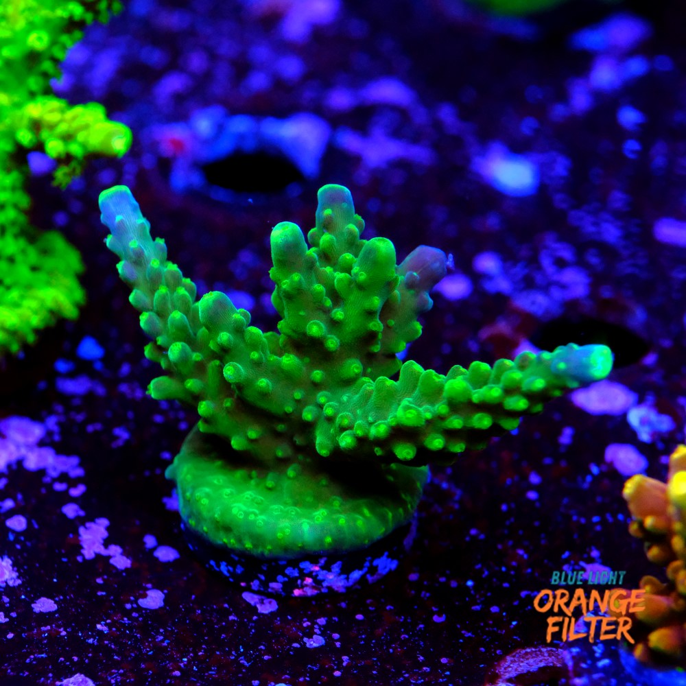 Acropora joker 1