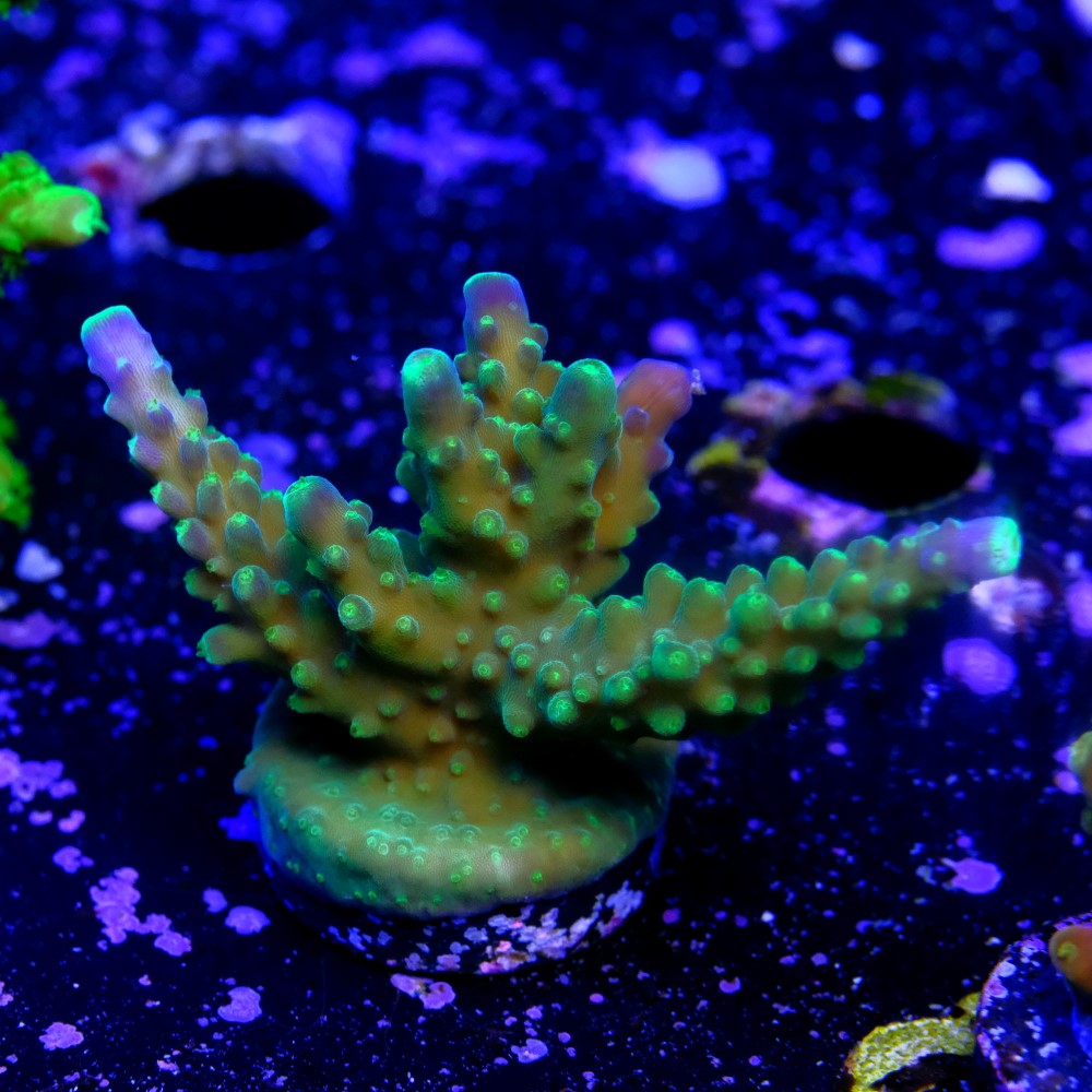 Acropora joker 2