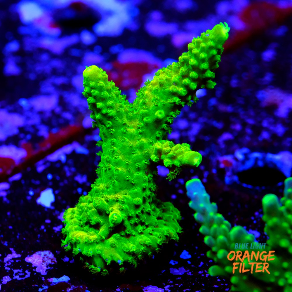 Acropora Staghorn 1