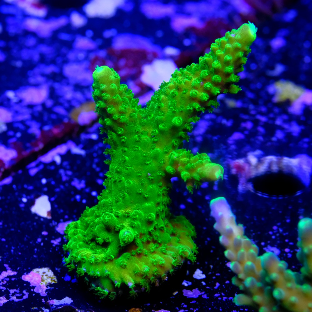 Acropora Staghorn 2