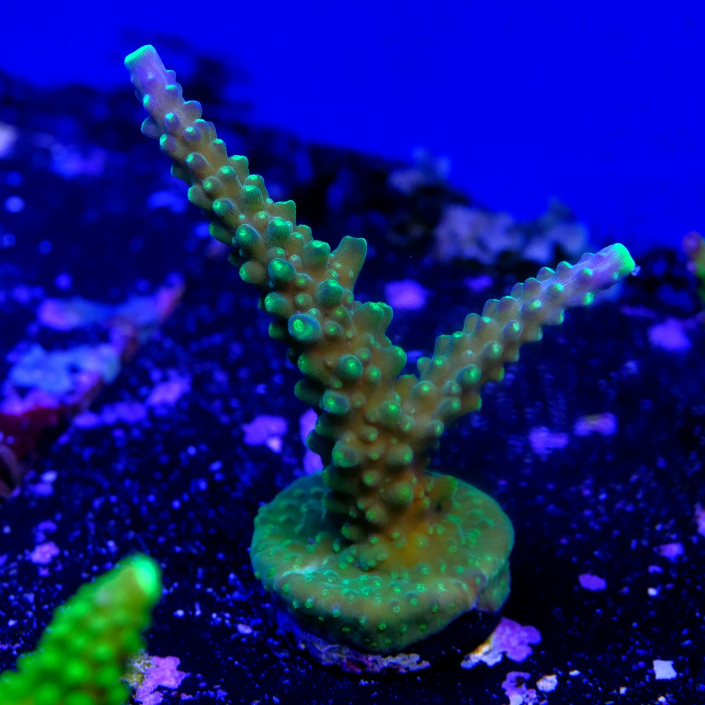 Acropora joker 2