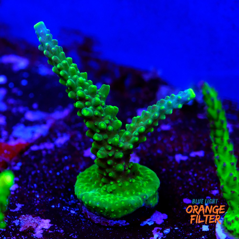 Acropora joker 1