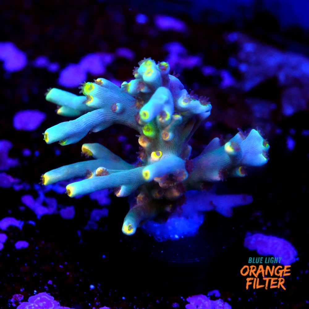 Acropora speciosa  1