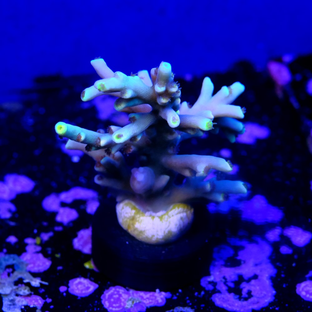 Acropora speciosa  2