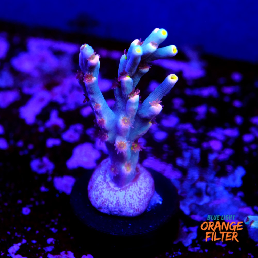 Acropora speciosa  1