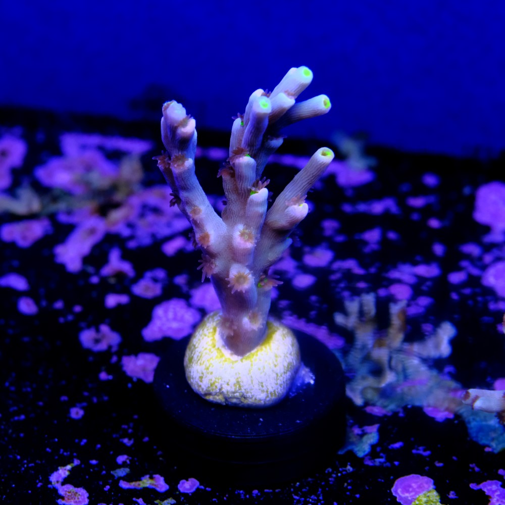 Acropora speciosa  2