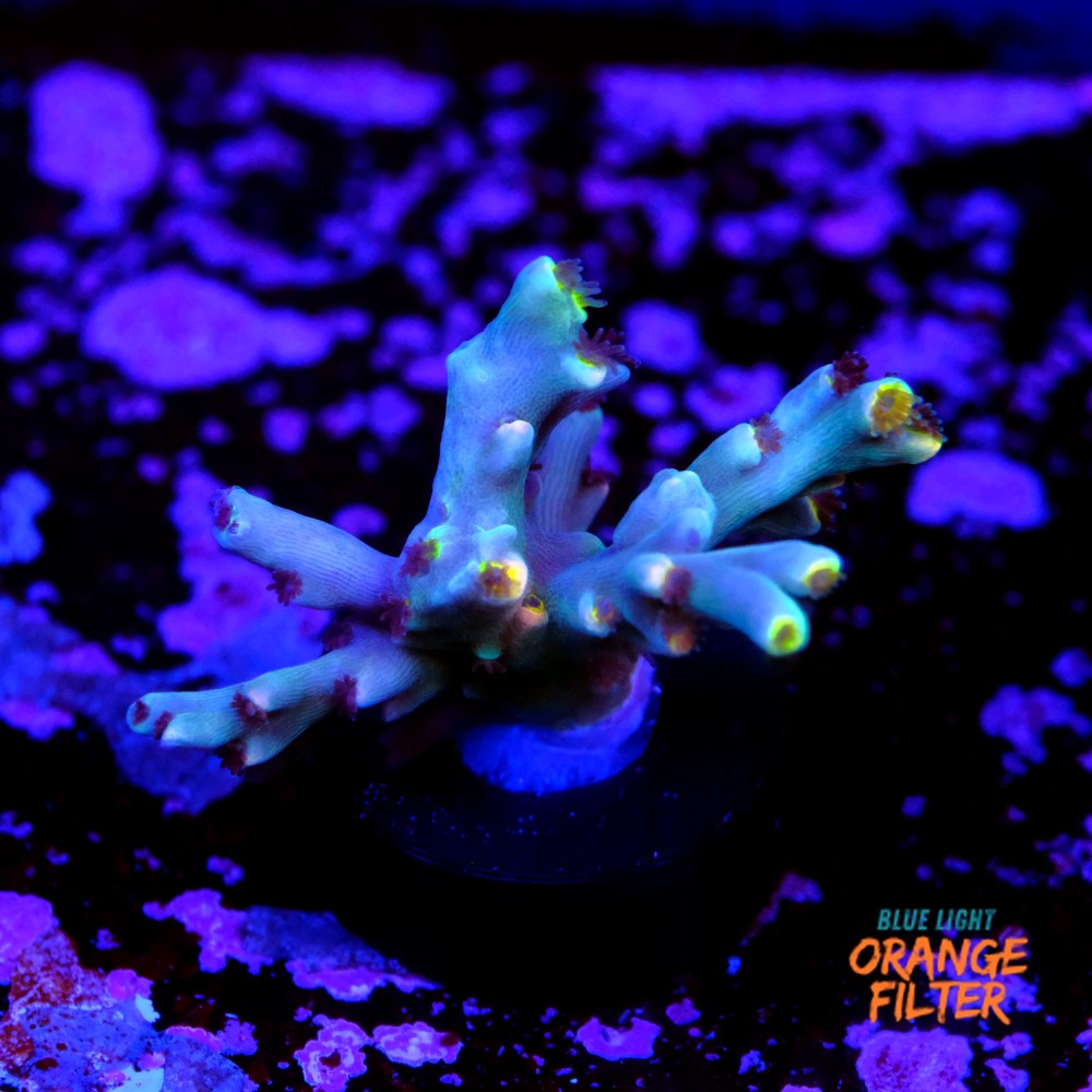 Acropora speciosa  1