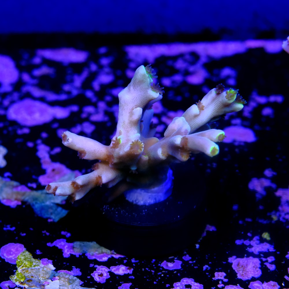 Acropora speciosa  2