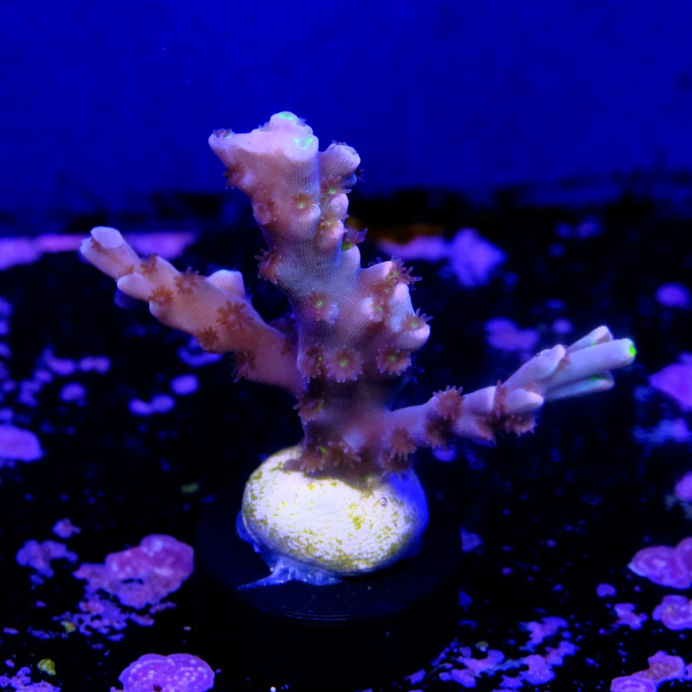 Acropora speciosa  2
