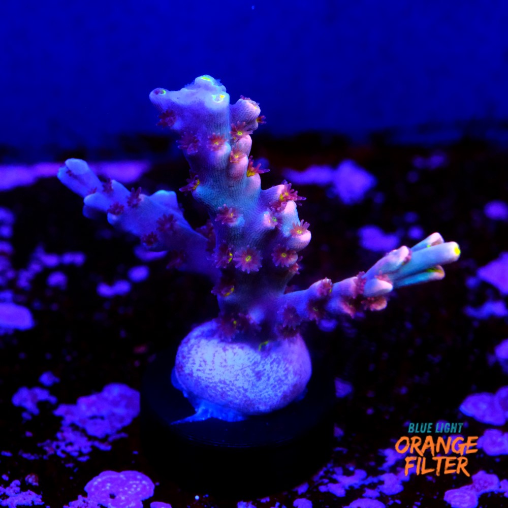 Acropora speciosa  1