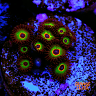 Bob marley zoas 1