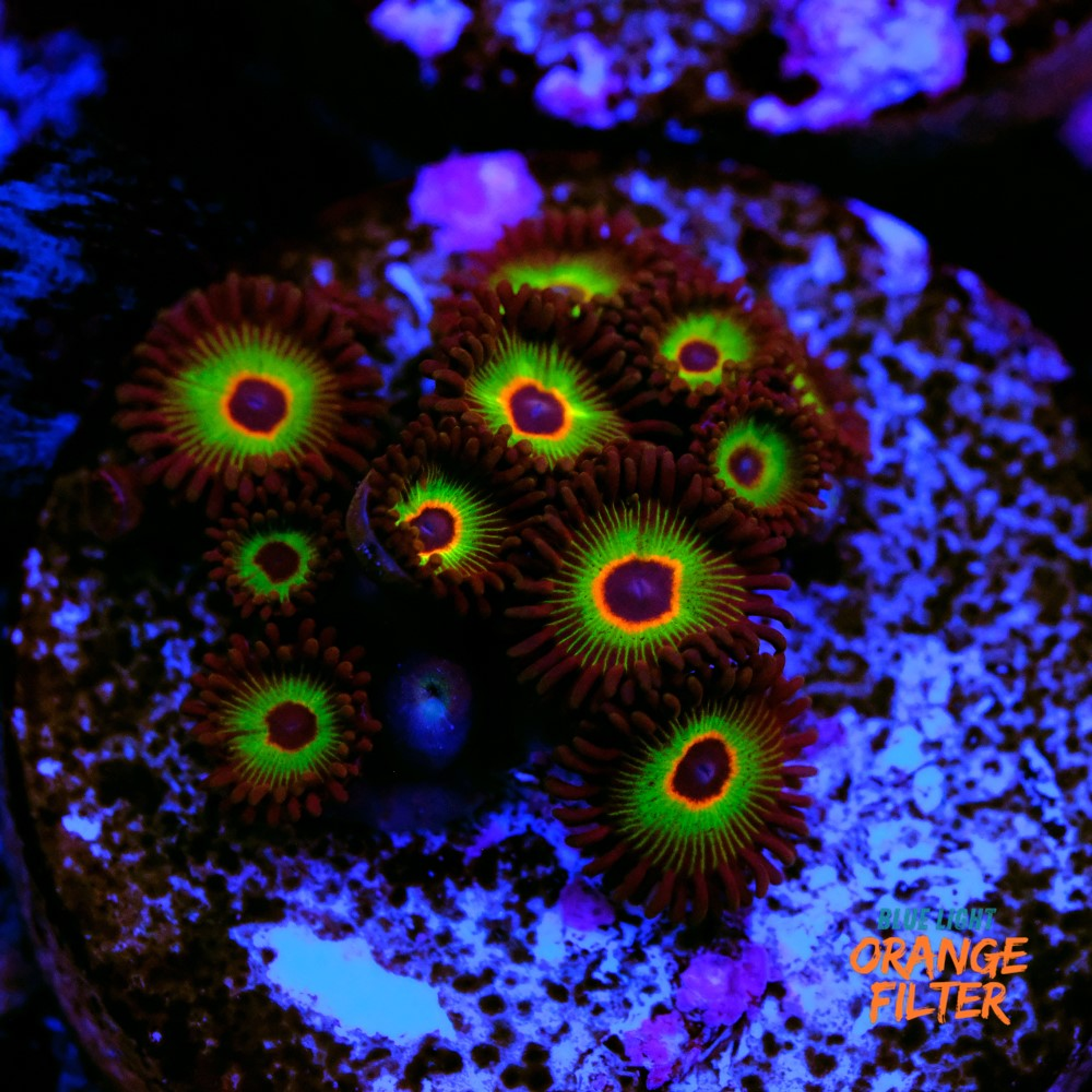 Bob marley zoas