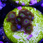 Bob marley zoas 2