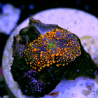 Ricordea yuma orange 2