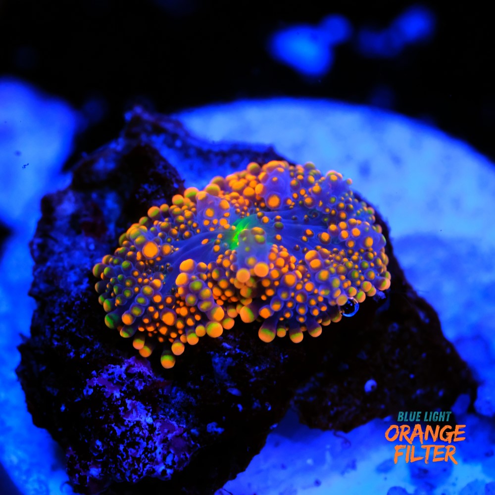 Ricordea yuma orange 1