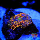 Ricordea yuma orange 1