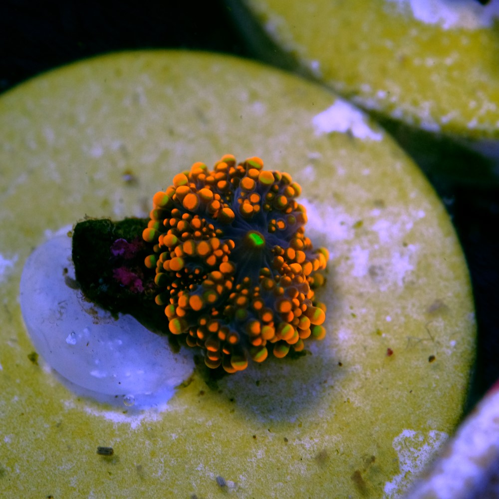 Ricordea yuma orange 2