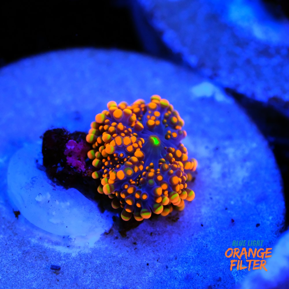 Ricordea yuma orange 1