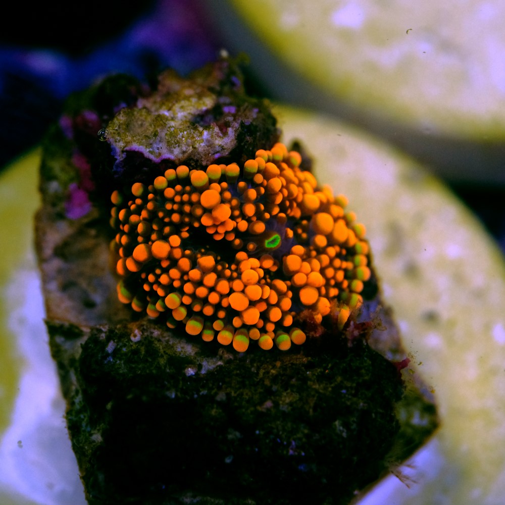 Ricordea yuma orange 2