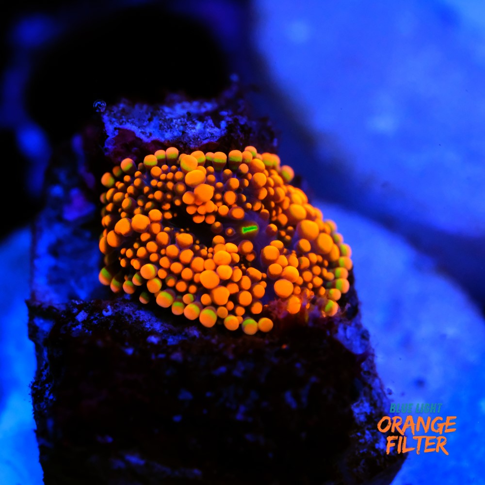 Ricordea yuma orange 1