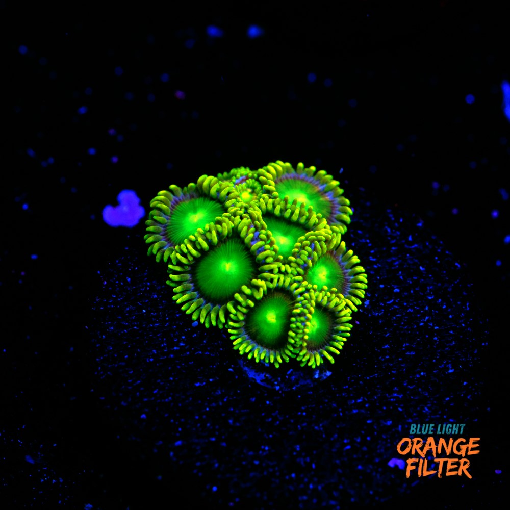 Zoanthus radioactive green 1