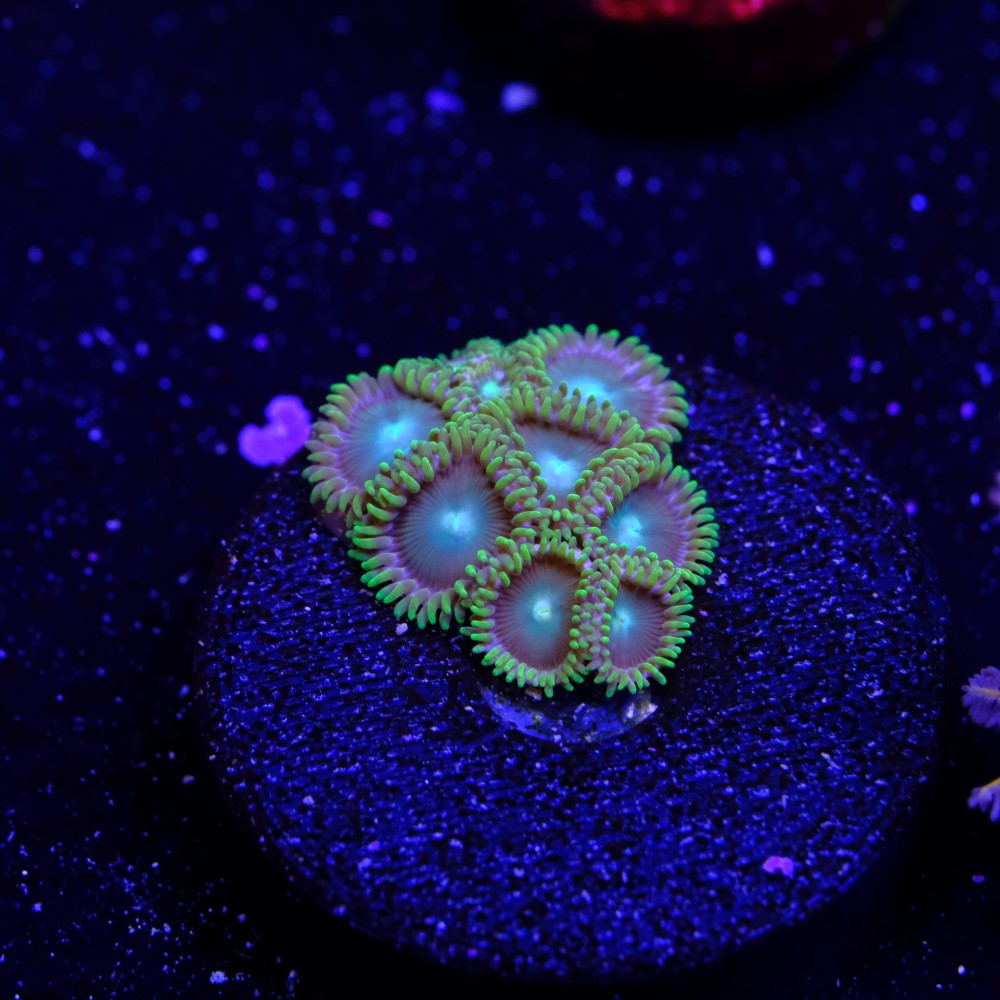 Zoanthus radioactive green 2