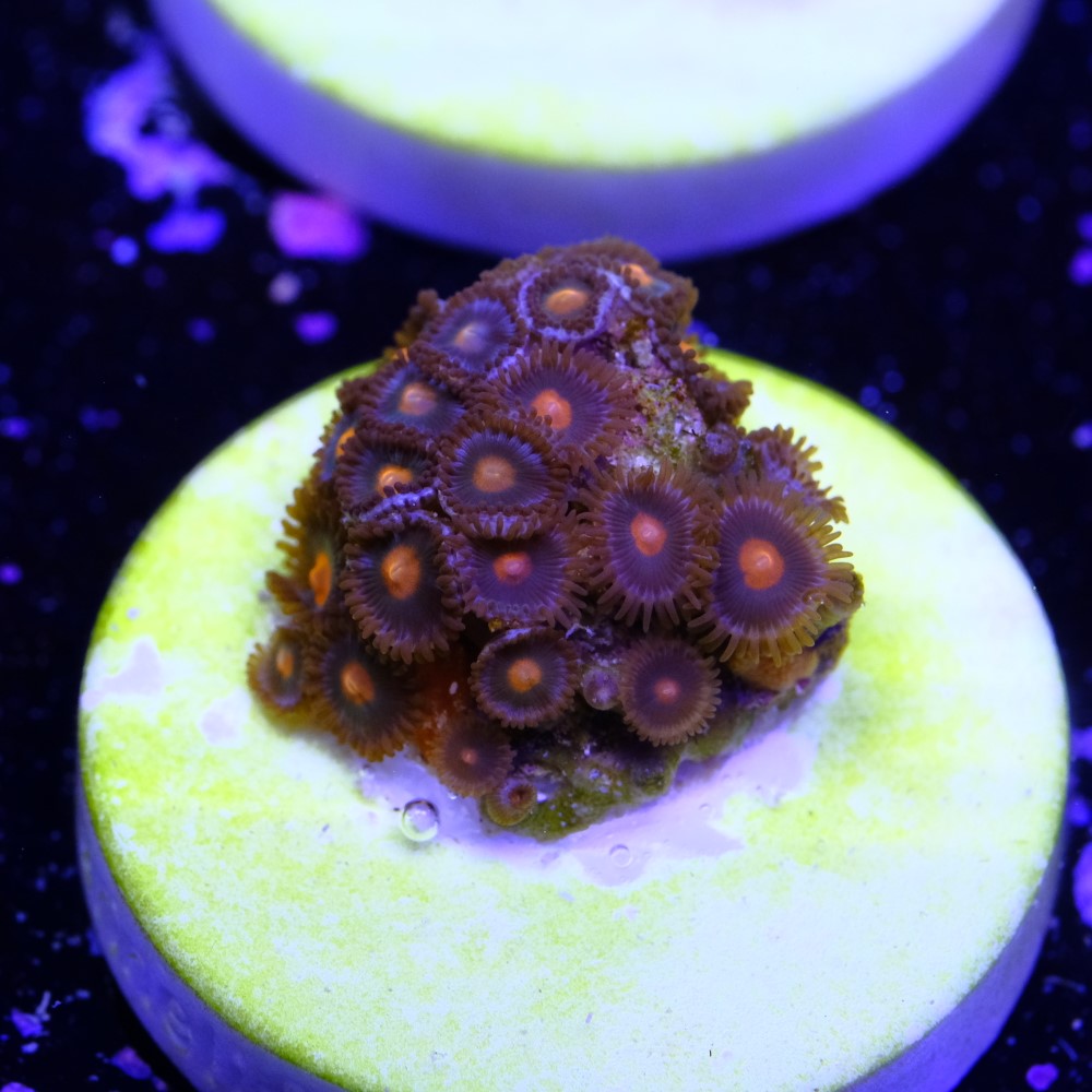 Zoanthus gorilla nipples 2