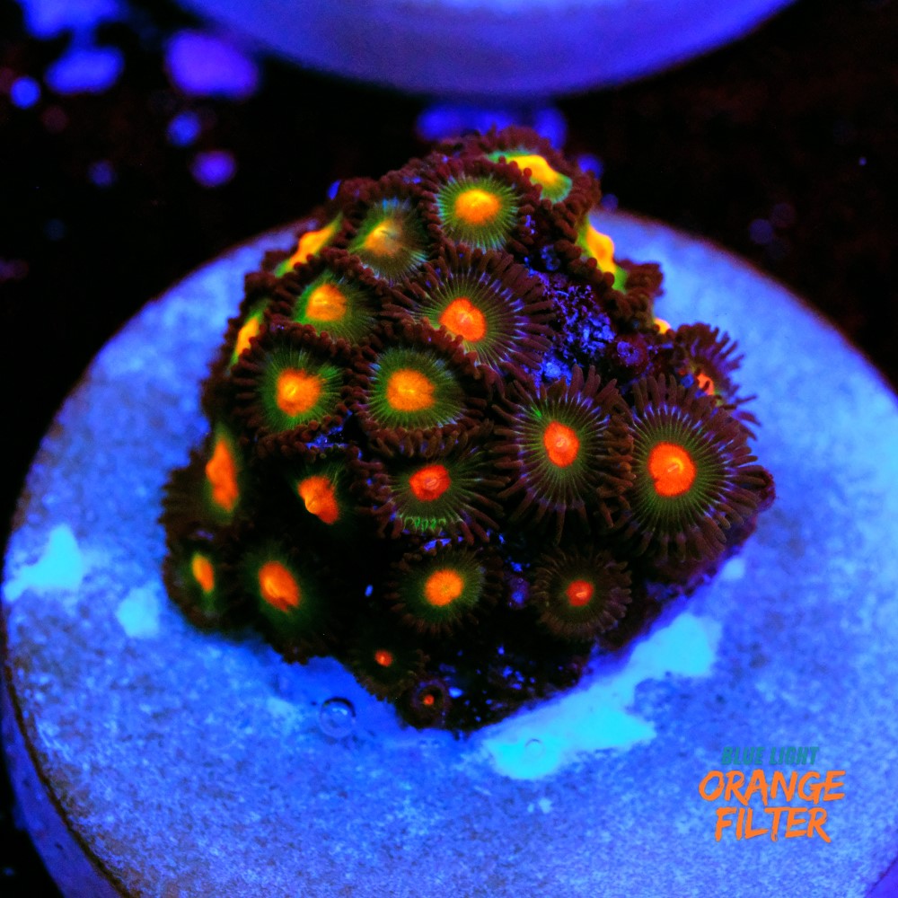 Zoanthus gorilla nipples 1