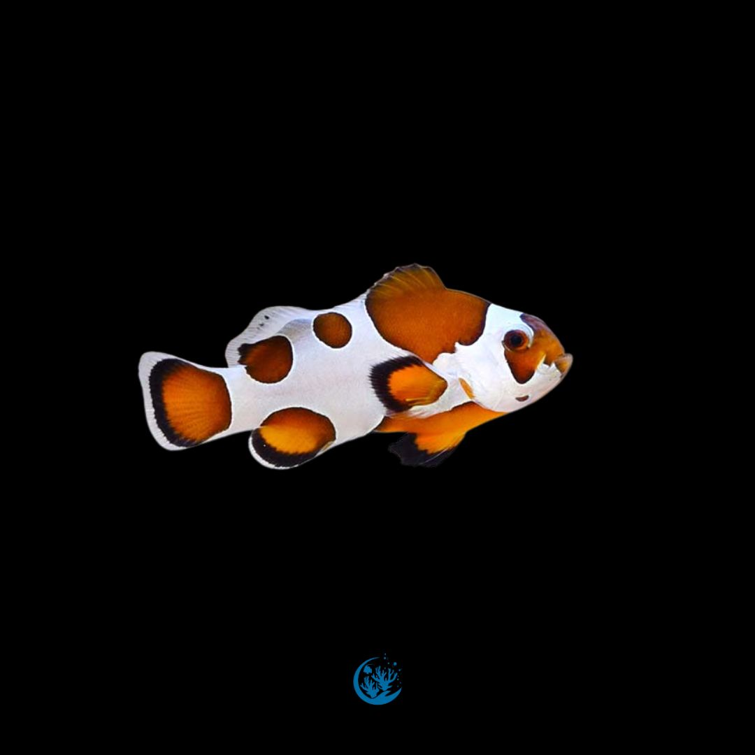 Orange Storm Ocellaris