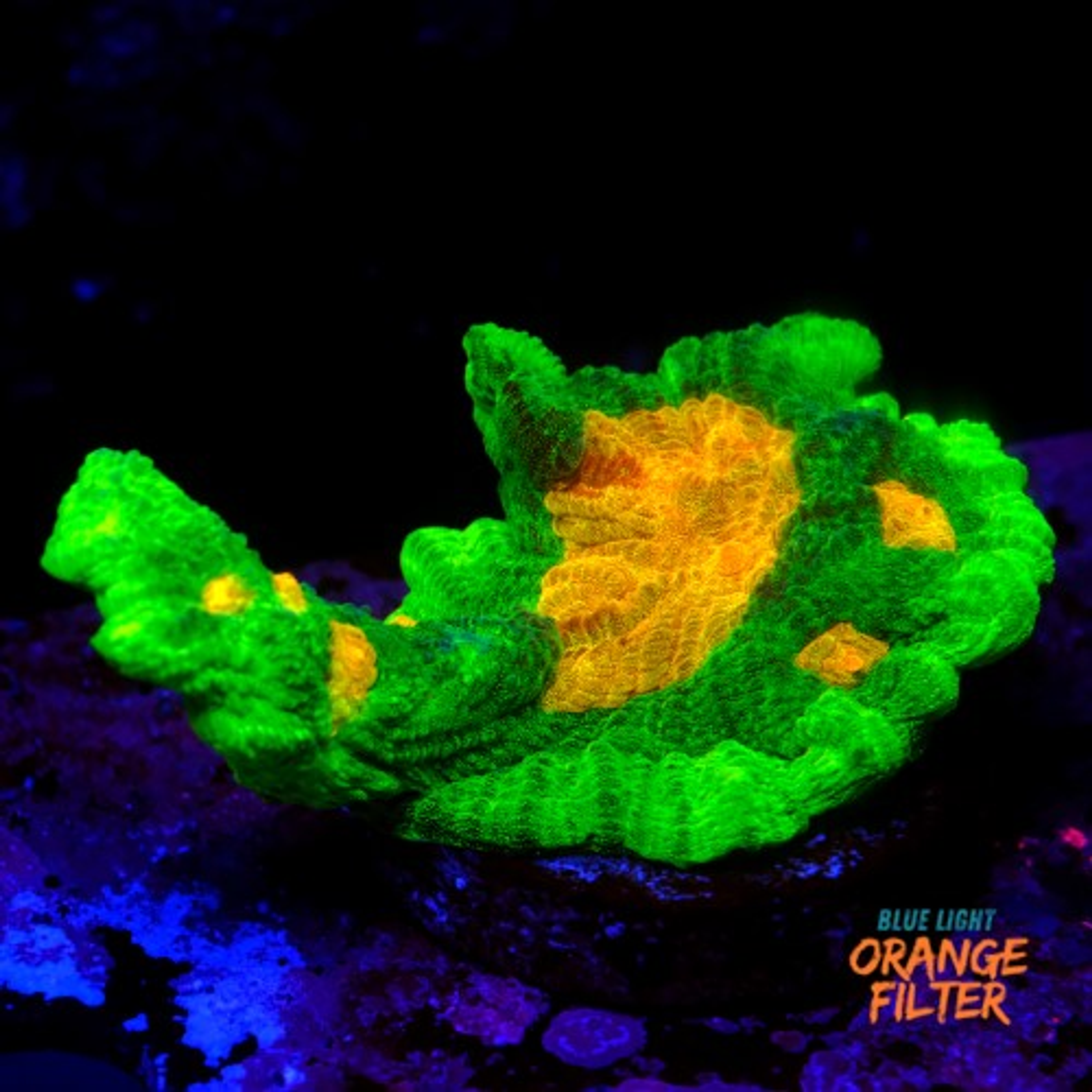 Pectinia space invader