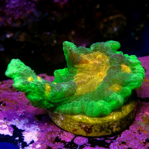 Pectinia space invader 2