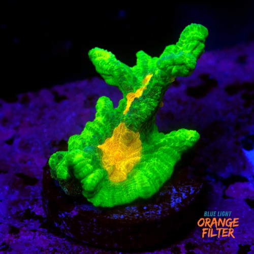 Pectinia space invader 1