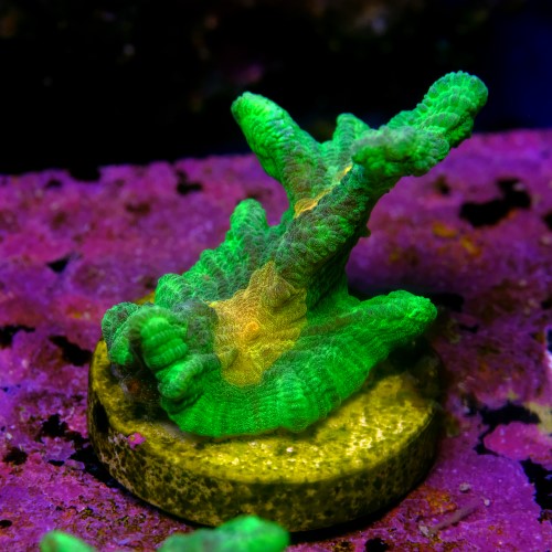 Pectinia space invader 2