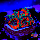 Micromusa tricolor 1