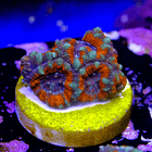 Micromusa tricolor 2