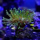 Sarcophyton madagascar 1