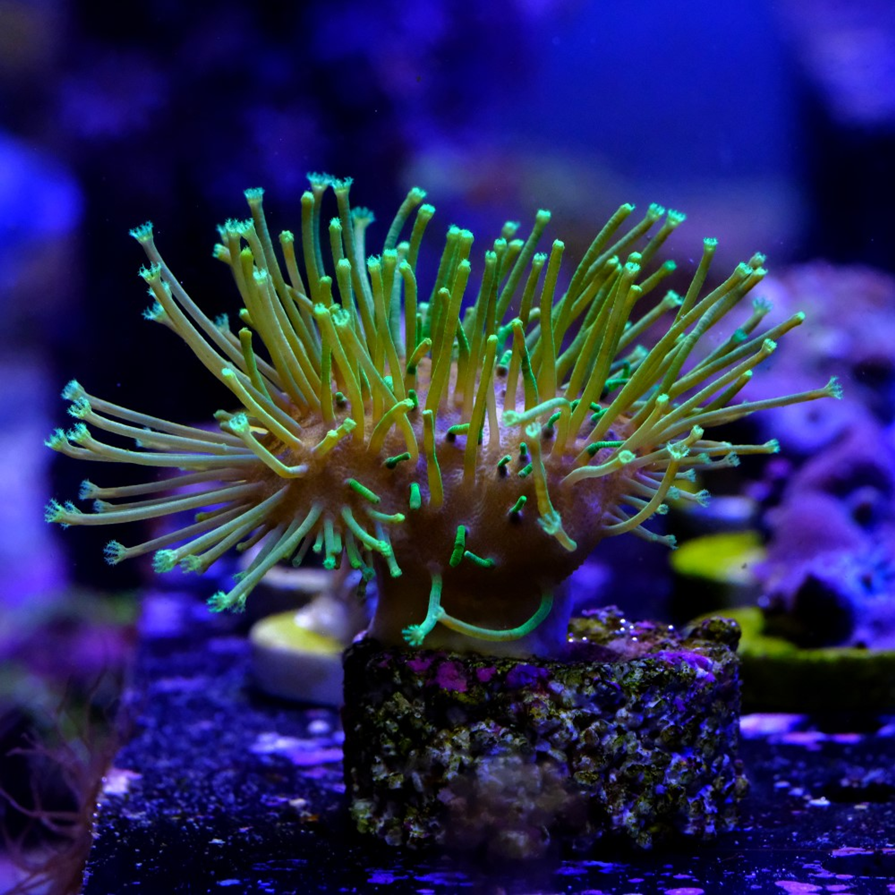 Sarcophyton madagascar