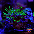 Sarcophyton madagascar 2