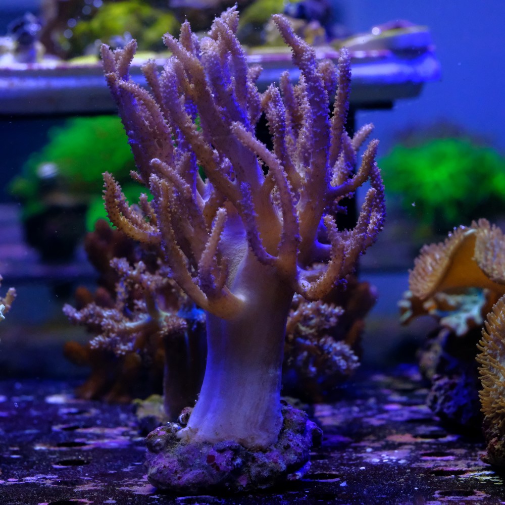 Sinularia flexibilis 1