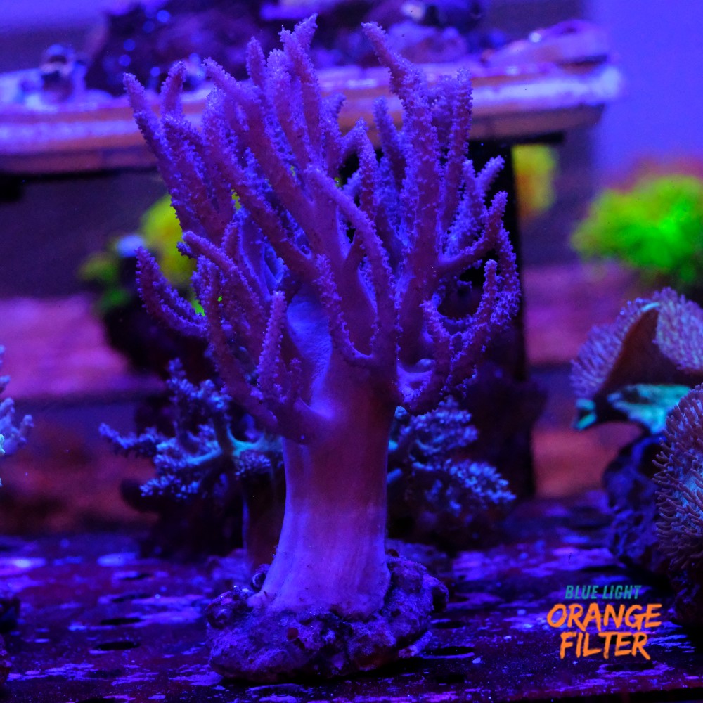 Sinularia flexibilis 2