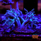 Capnella imbricata bicolor  1