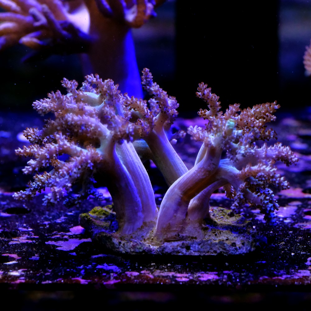 Capnella imbricata bicolor  2