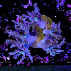 Capnella imbricata bicolor  3