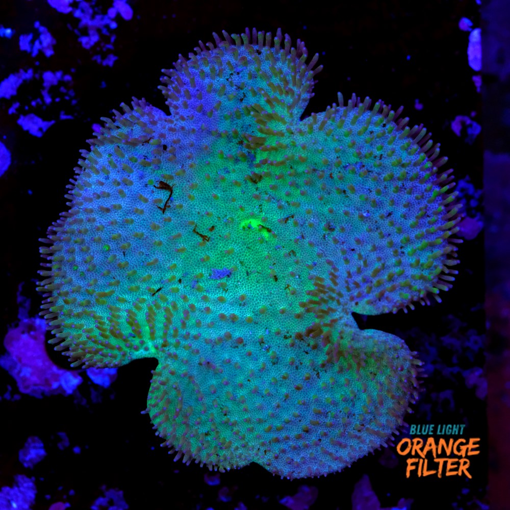 Sarcophyton elegans yellow 2