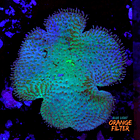 Sarcophyton elegans yellow 2